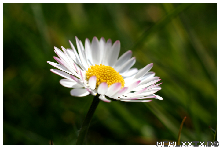 Gänseblümchen