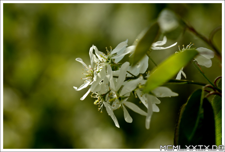 Frühling