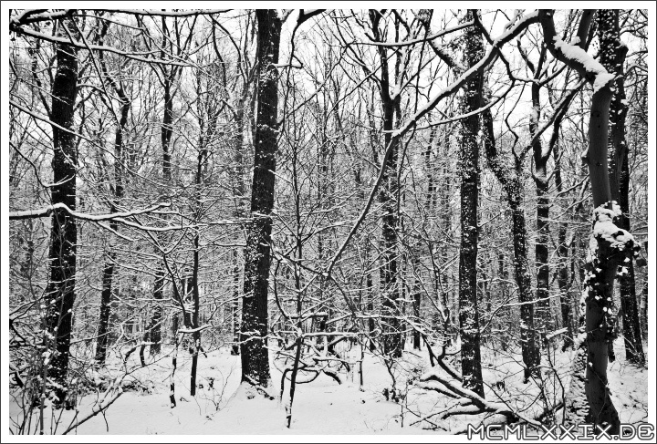 Winterlicher Wald